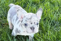 Jelly , a female Frenchton for sale in Sturgis, MI – 1 of 10