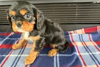 Mikey, a male Cavalier King Charles Spaniel for sale in Sturgis, MI – 5 of 9
