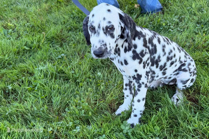 Lavon – Dalmatian puppy for sale in Sturgis, MI