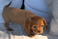 Sadie , a female Cavalier King Charles Spaniel for sale in Sturgis, MI – 7 of 10