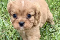 Ashur , a male Cavalier King Charles Spaniel for sale in Sturgis, MI – 7 of 8