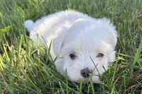 Oscar, a male Maltese for sale in Sturgis, MI – 5 of 7