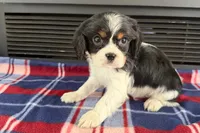 Mason, a male Cavalier King Charles Spaniel for sale in Sturgis, MI – 5 of 9