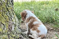 Holly, a female Cavalier King Charles Spaniel for sale in Sturgis, MI – 8 of 10