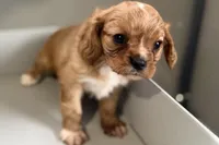 Theo, a male Cavalier King Charles Spaniel for sale in Sturgis, MI – Photo 4 of 10