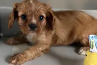 Theo, a male Cavalier King Charles Spaniel for sale in Sturgis, MI – Photo 2 of 10