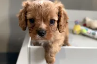 Theo, a male Cavalier King Charles Spaniel for sale in Sturgis, MI – Photo 9 of 10