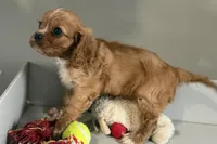 Theo, a male Cavalier King Charles Spaniel for sale in Sturgis, MI – Photo 5 of 10