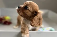 Theo, a male Cavalier King Charles Spaniel for sale in Sturgis, MI – Photo 6 of 10