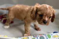 Theo, a male Cavalier King Charles Spaniel for sale in Sturgis, MI – Photo 7 of 10