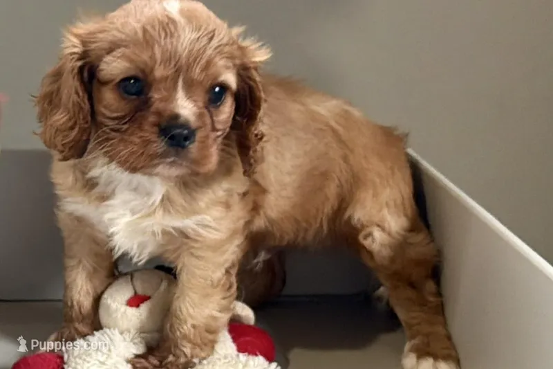 Theo – Cavalier King Charles Spaniel puppy for sale in Sturgis, MI