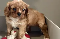 Theo, a male Cavalier King Charles Spaniel for sale in Sturgis, MI – Photo 1 of 10