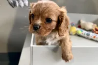 Theo, a male Cavalier King Charles Spaniel for sale in Sturgis, MI – Photo 10 of 10