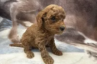 Olaf, a male Poodle - Toy  for sale in Sturgis, MI – Photo 4 of 9