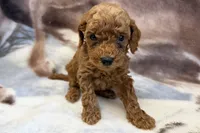 Olaf, a male Poodle - Toy  for sale in Sturgis, MI – Photo 8 of 9