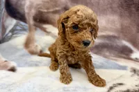 Olaf, a male Poodle - Toy  for sale in Sturgis, MI – Photo 5 of 9