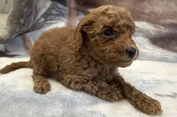 Olaf, a male Poodle - Toy  for sale in Sturgis, MI – Photo 6 of 9