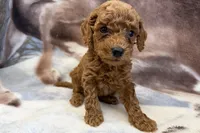 Olaf, a male Poodle - Toy  for sale in Sturgis, MI – Photo 9 of 9