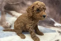 Olaf, a male Poodle - Toy  for sale in Sturgis, MI – Photo 2 of 9