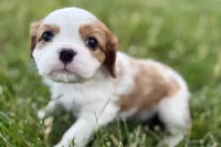 Hopper , a male Cavalier King Charles Spaniel for sale in Sturgis, MI – 8 of 10