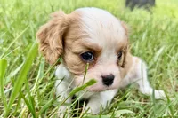 Ari , a female Cavalier King Charles Spaniel for sale in Sturgis, MI – 9 of 9