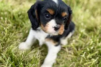 Indie, a female Cavalier King Charles Spaniel for sale in Sturgis, MI – 8 of 9