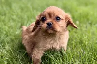 Muffin, a male Cavalier King Charles Spaniel for sale in Sturgis, MI – 3 of 10