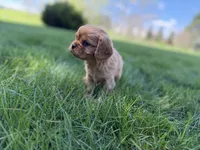 Muffin, a male Cavalier King Charles Spaniel for sale in Sturgis, MI – Photo 6 of 8