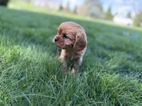 Muffin, a male Cavalier King Charles Spaniel for sale in Sturgis, MI – Photo 5 of 8