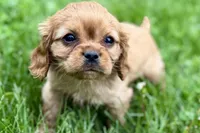 Muffin, a male Cavalier King Charles Spaniel for sale in Sturgis, MI – 6 of 10