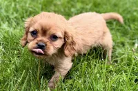 Muffin, a male Cavalier King Charles Spaniel for sale in Sturgis, MI – 7 of 10