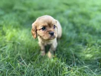 Muffin, a male Cavalier King Charles Spaniel for sale in Sturgis, MI – Photo 2 of 8