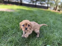 Muffin, a male Cavalier King Charles Spaniel for sale in Sturgis, MI – Photo 4 of 8