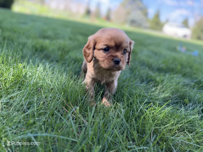 Muffin – Cavalier King Charles Spaniel puppy for sale in Sturgis, MI