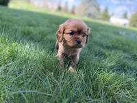 Muffin, a male Cavalier King Charles Spaniel for sale in Sturgis, MI – Photo 1 of 8