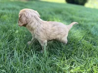 Muffin, a male Cavalier King Charles Spaniel for sale in Sturgis, MI – Photo 8 of 8