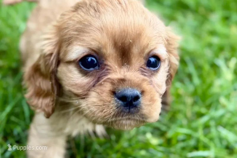 Muffin – Cavalier King Charles Spaniel puppy for sale in Sturgis, MI