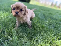 Muffin, a male Cavalier King Charles Spaniel for sale in Sturgis, MI – Photo 3 of 8