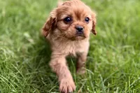 Muffin, a male Cavalier King Charles Spaniel for sale in Sturgis, MI – 4 of 10