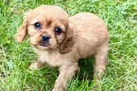 Muffin, a male Cavalier King Charles Spaniel for sale in Sturgis, MI – 2 of 10