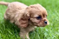 Muffin, a male Cavalier King Charles Spaniel for sale in Sturgis, MI – 5 of 10