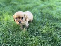 Muffin, a male Cavalier King Charles Spaniel for sale in Sturgis, MI – Photo 7 of 8