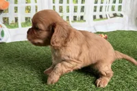 Wendy, a female Cavalier King Charles Spaniel for sale in Sturgis, MI – Photo 8 of 9