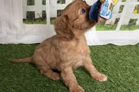 Wendy, a female Cavalier King Charles Spaniel for sale in Sturgis, MI – Photo 3 of 9