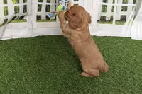 Wendy, a female Cavalier King Charles Spaniel for sale in Sturgis, MI – Photo 9 of 9