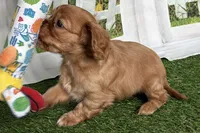 Wendy, a female Cavalier King Charles Spaniel for sale in Sturgis, MI – Photo 7 of 9