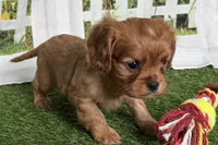 Wendy, a female Cavalier King Charles Spaniel for sale in Sturgis, MI – Photo 2 of 9