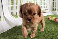 Wendy, a female Cavalier King Charles Spaniel for sale in Sturgis, MI – Photo 6 of 9