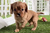 Wendy, a female Cavalier King Charles Spaniel for sale in Sturgis, MI – Photo 1 of 9