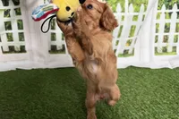 Wendy, a female Cavalier King Charles Spaniel for sale in Sturgis, MI – Photo 5 of 9